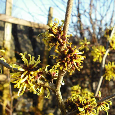 สารสกัด Witch Hazel ลดการอักเสบของสิว