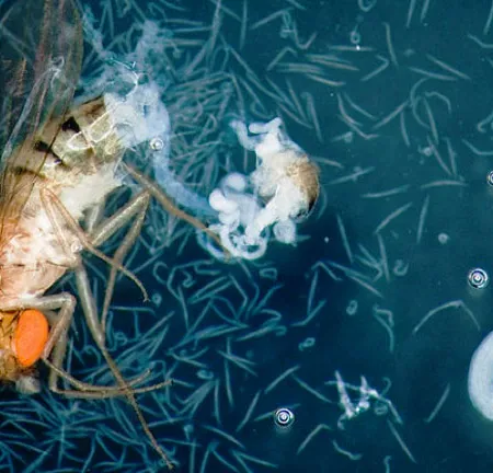 กินยาถ่ายพยาธิไม่สนใจเรื่องอาหาร