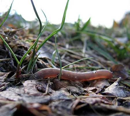 เมลิออยด์ อันตรายที่มากับดิน