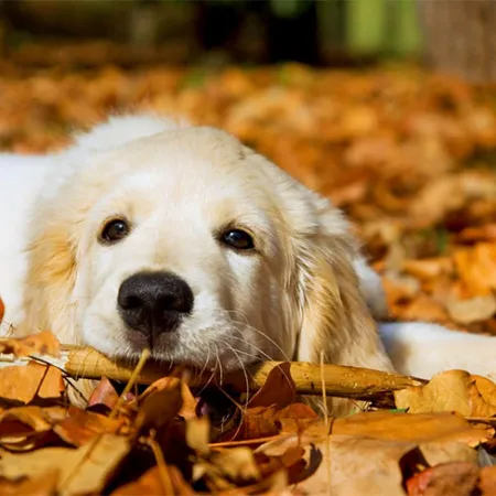 พิษสุนัขบ้า โรคพิษสุนัขบ้า