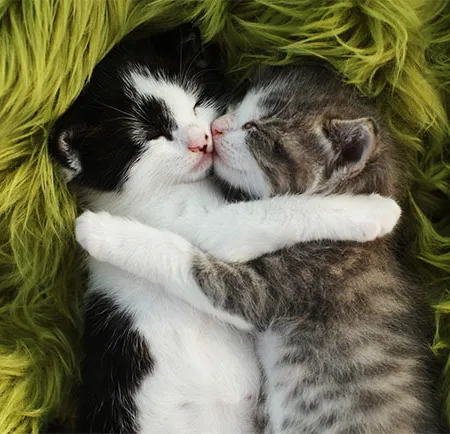 5 ข้อดีของการเลี้ยงเจ้าเหมียว