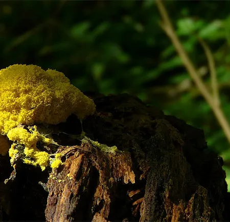 รวมฮิต เชื้อรา