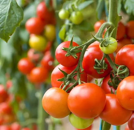 มะเขือเทศ (Tomato)