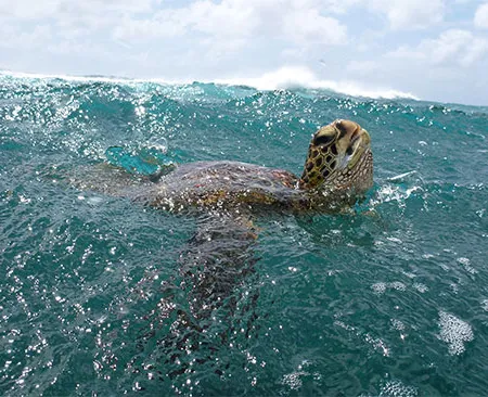 ความโชคดีที่มีพุทธศาสนาดำรงอยู่