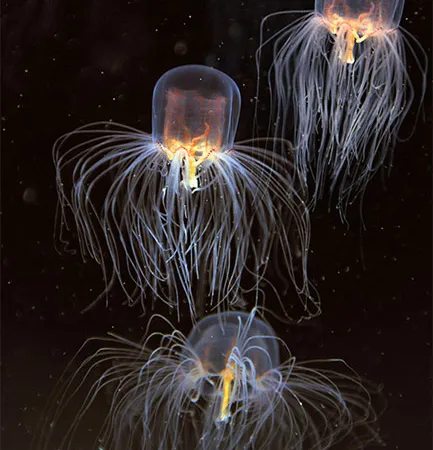 พิษแมงกะพรุนกล่อง