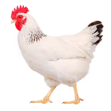 นมโปรตีนไก่มีประโยชน์อย่างไรกับเด็กเล็ก