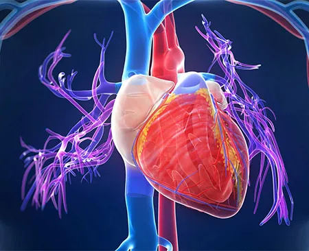 โรคหัวใจและหลอดเลือด
