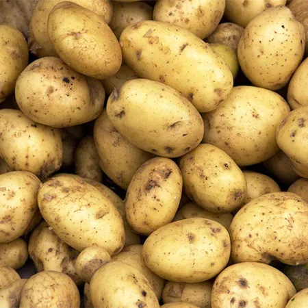 มันฝรั่งลดเสี่ยงมะเร็งกระเพาะอาหาร