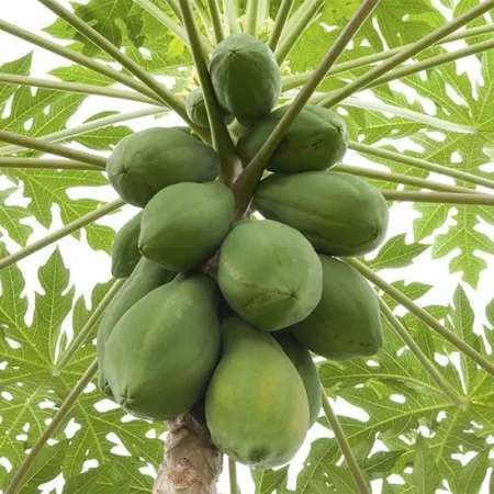 ชามะละกอ ล้างไขมันในลำไส้ได้จริงหรือ