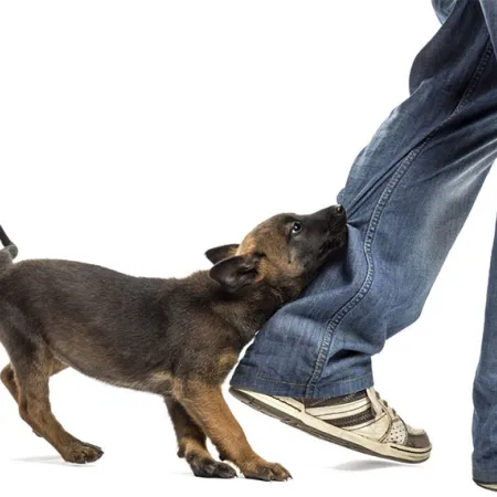 ถูกสุนัขกัดทำอย่างไร