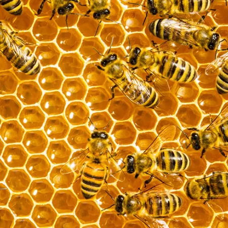 3 ข้อควรระวังกินน้ำผึ้งเสี่ยงป่วยได้