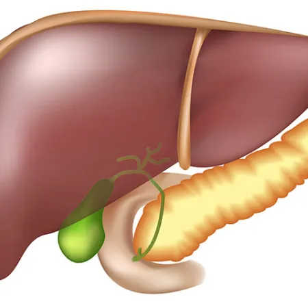  5 ความสำคัญของตับ