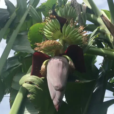 หัวปลี ดอกขจร ดอกแค พิชิตสารก่อกลายพันธุ์